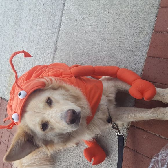 Meet your Posher, Nikki - Picture 1 of 1